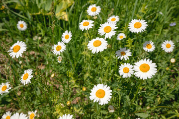 Daisies or chamomiles are blooming in a spring meadow