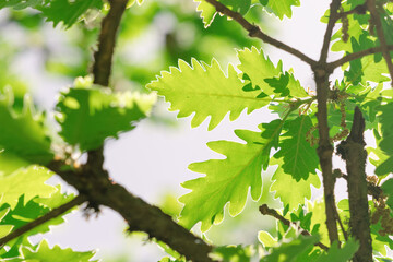 Fototapeta na wymiar Oak leaves with veins illuminated by morning sun. The tree is famous for its strong and dense wood. Early spring nature and ecology concept