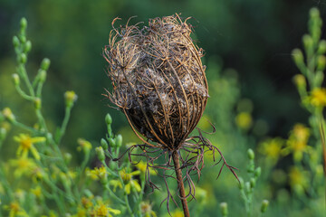 Ogni fiore selvatico è un miracolo della Natura