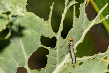 Cross-striped Cabbageworm (Evergestis rimosalis)