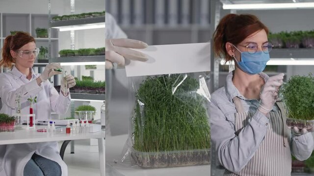 small business, a young woman conducts an analysis of young sprouts, microgreens in a container are packaged for delivery to customers, a portrait of a woman in a mask with microgreens in hands