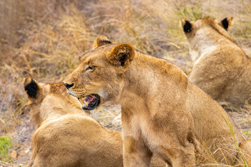 Fototapeta na wymiar Lions at safari in Mpumalanga Kruger National Park South Africa.