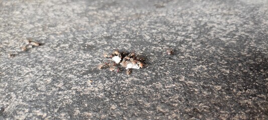 ants on the ground