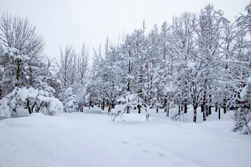 真冬の雪景色