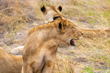 Lions at safari in Mpumalanga Kruger National Park South Africa.