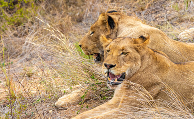 Lions at safari in Mpumalanga Kruger National Park South Africa.