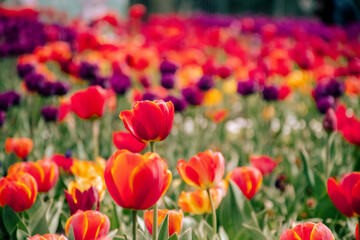 field of red tulips