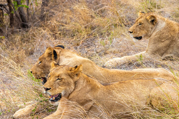 Lions at safari in Mpumalanga Kruger National Park South Africa.