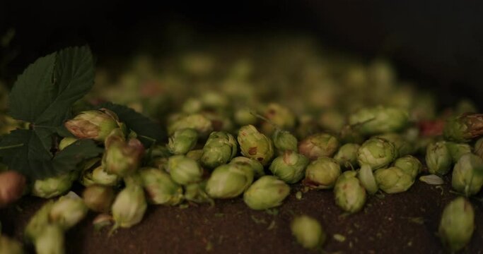 Hops Machine to Separate the Cones from the Plant, Hop cones separated by the machine, Harvesting hops
