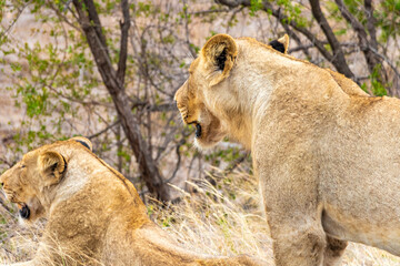 Lions at safari in Mpumalanga Kruger National Park South Africa.
