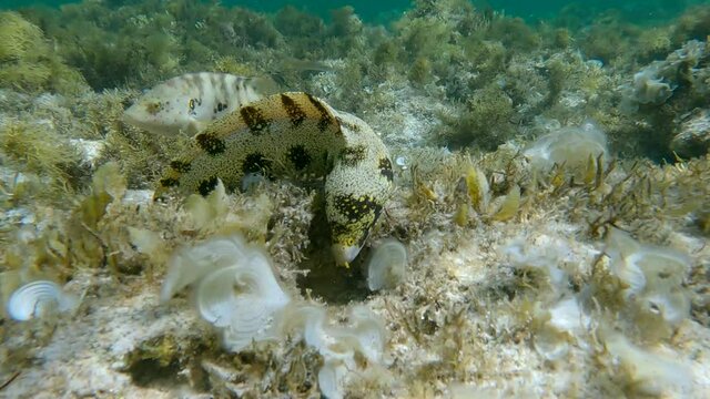 Snowflake moray or Starry moray ell (Echidna nebulosa) swims above seabed covered with Peacock's tail (Padina pavonica), Brown algae (Sargassum sp.) and Red algae (Liagora viscida) 4K-60fps