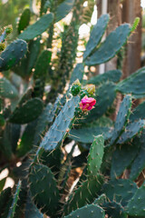 Saturated Pink Cactus Flower Natural Background