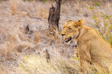 Lions at safari in Mpumalanga Kruger National Park South Africa.