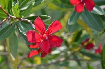 Obraz premium red oleander flower