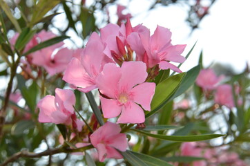 pink oleander flowers