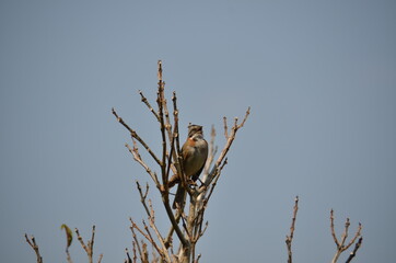 bird on a tree branch