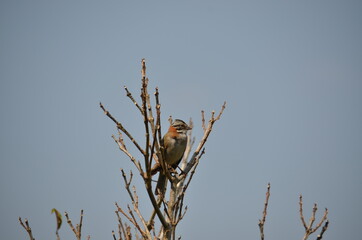 bird on a tree branch