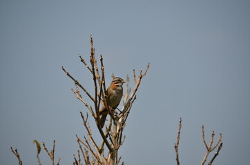 bird on a tree branch
