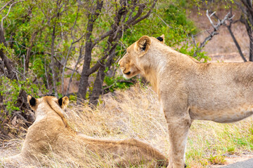 Lions at safari in Mpumalanga Kruger National Park South Africa.