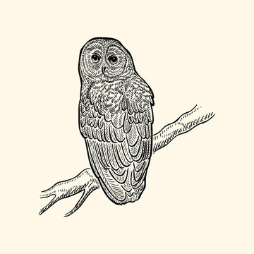 Owl on a branch engraving sketch