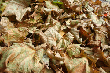 Pile of orange leaves in autumn.
