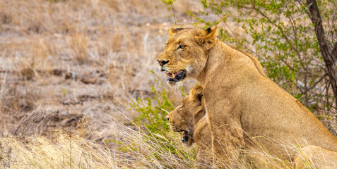 Lions at safari in Mpumalanga Kruger National Park South Africa.