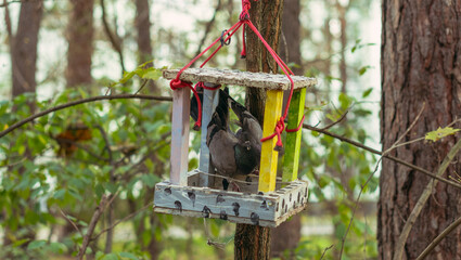 Bird feeders. A pigeon is eating in the bird feeder.
