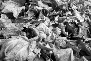 Pile of leaves in autumn in black and white.