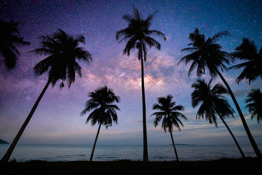 Landscape view of Milky Way in night sky over coconut trees on beach. Camping and outdoor travel.