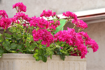 Fototapeta na wymiar Géranium zonal rose dans une jardinière