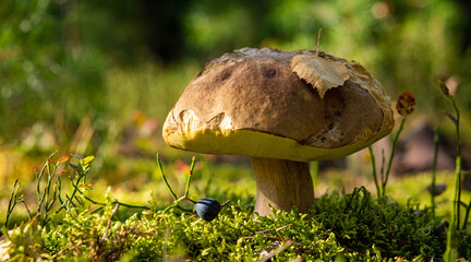 Fototapeta na wymiar edible porcini mushroom in a forest glade close-up under the light of sunlight with beautiful bokeh