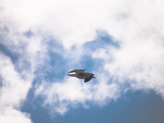 airplane in the sky