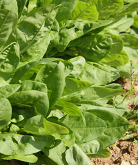 Feuilles d'oseille dans un potager