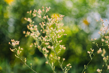 flowers in the garden