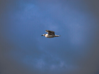 seagull in flight