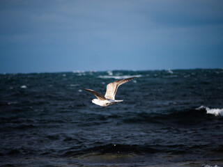 seagull in the sea