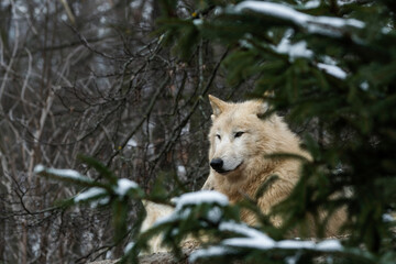 Arctic wolf lying in the forest at winter
