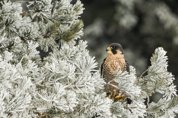 Peregrine falcon on  branch of pine in winter