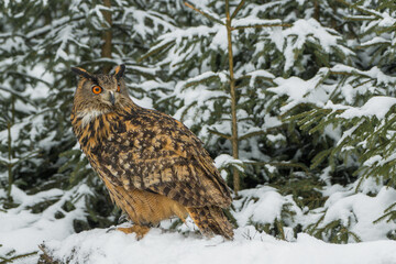 Eurasian eagle-owl sitting on the ground in the winter forest
