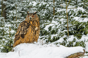Eurasian eagle-owl sitting on the ground in the winter forest