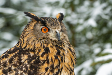 Eurasian eagle-owl closeup portrait in the winter forest