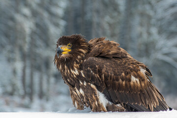 White-tailed eagle sitting on the ground in the winter forest