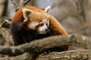 Red panda sitting on the tree