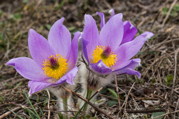 Blooming pasque flower  on spring meadow