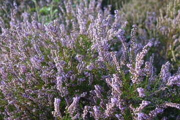 Blossoming heath in late summer, Mehlinger Heide near Kaiserslautern, Rhineland Palatinate, Germany
