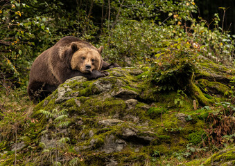 Lying brown bear resting on the rock in the forest
