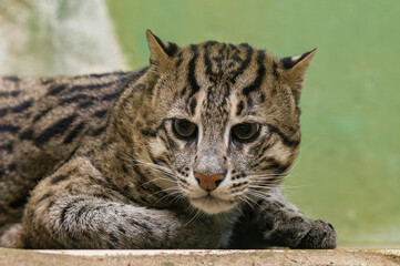 Fishing cat lying on the ground
