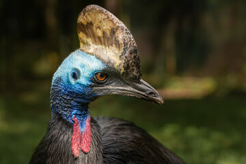 Southern cassowary closeup portrait - head detail