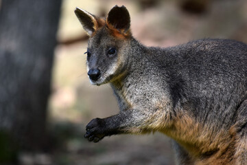 Swamp Wallaby in Tree Shadow Holding Hands