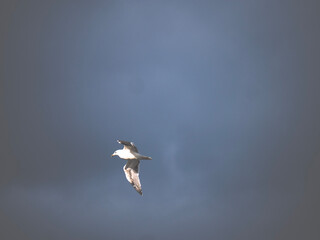 seagull in flight